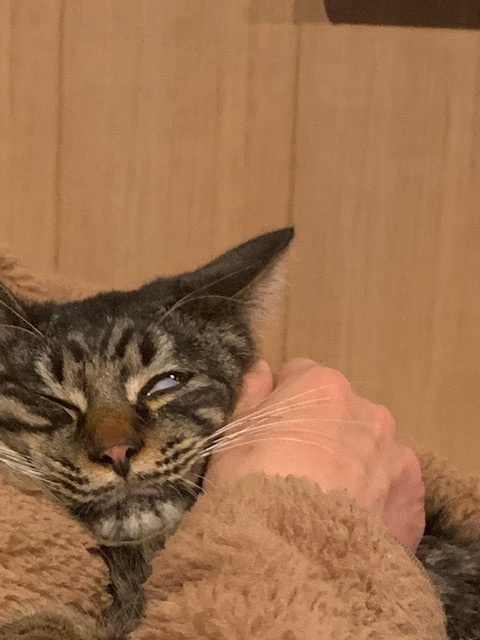 たまに行う人生相談の画像