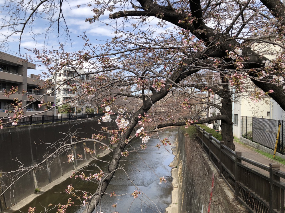 ３月２１日春分の日、石神井川の桜も開花しました♪の画像