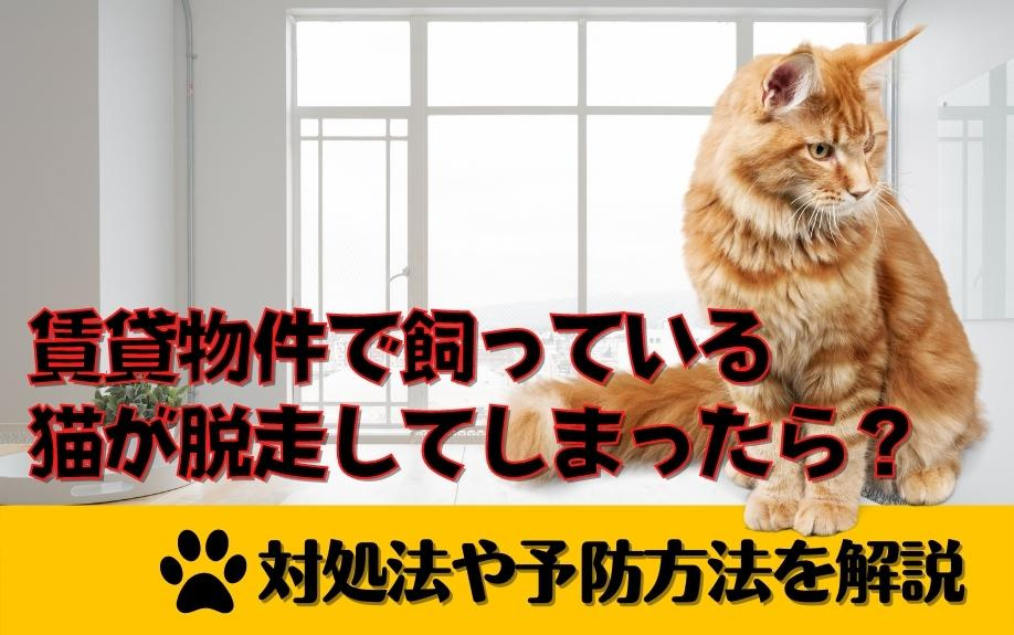 賃貸物件で飼っている猫が脱走してしまったら？対処法や予防方法を解説の画像