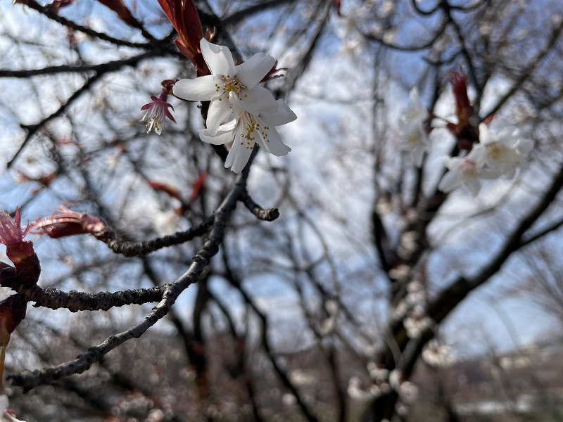 各務原市桜開花情報の画像