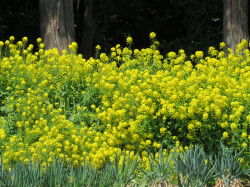 春です！の画像