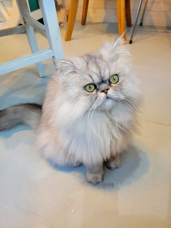 猫カフェの画像