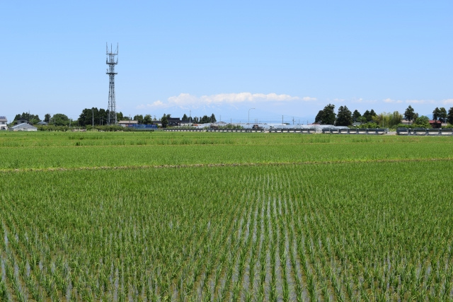 「青田売り」とは？　～日高市高麗川駅前不動産コラム～の画像