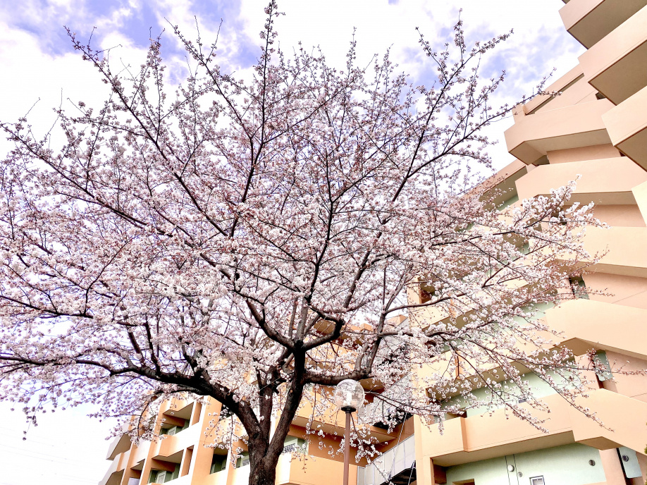 今年もきれいな桜が咲きました☆彡の画像