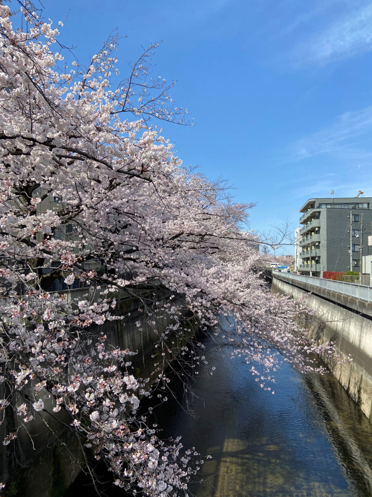 春が来た♪　桜満開～♪の画像
