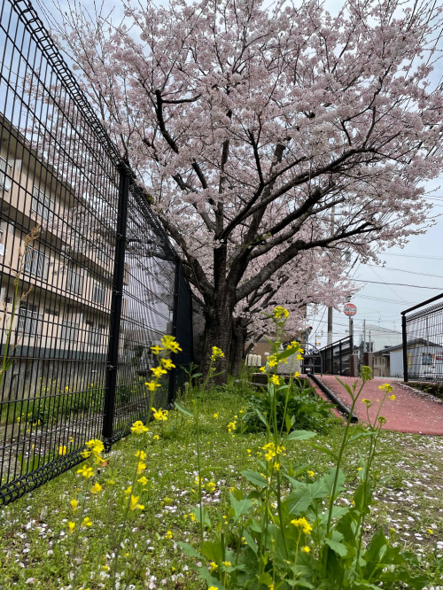 感謝❣　熊本の桜、満開です（熊本市東区　不動産）の画像
