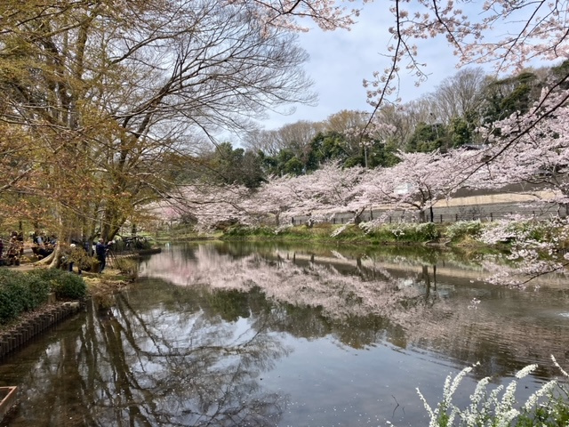 花島公園のサクラの画像