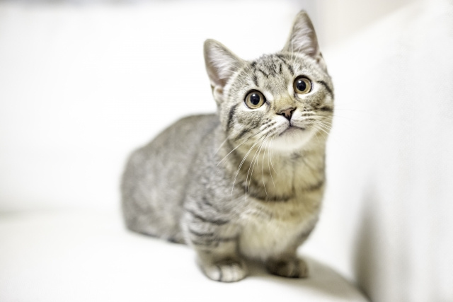 賃貸物件でも猫を飼いたい！簡単にできる騒音・におい対策とはの画像
