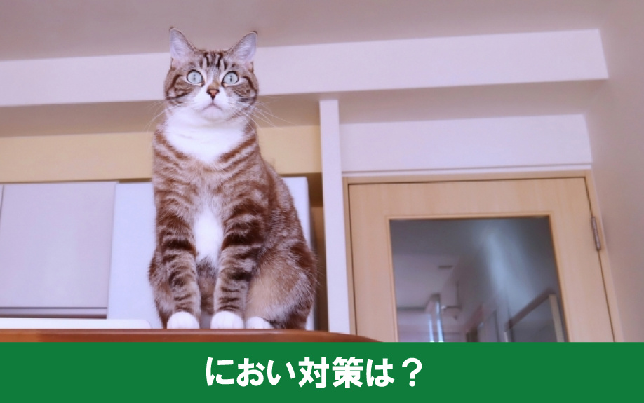 賃貸物件での猫のにおい対策について