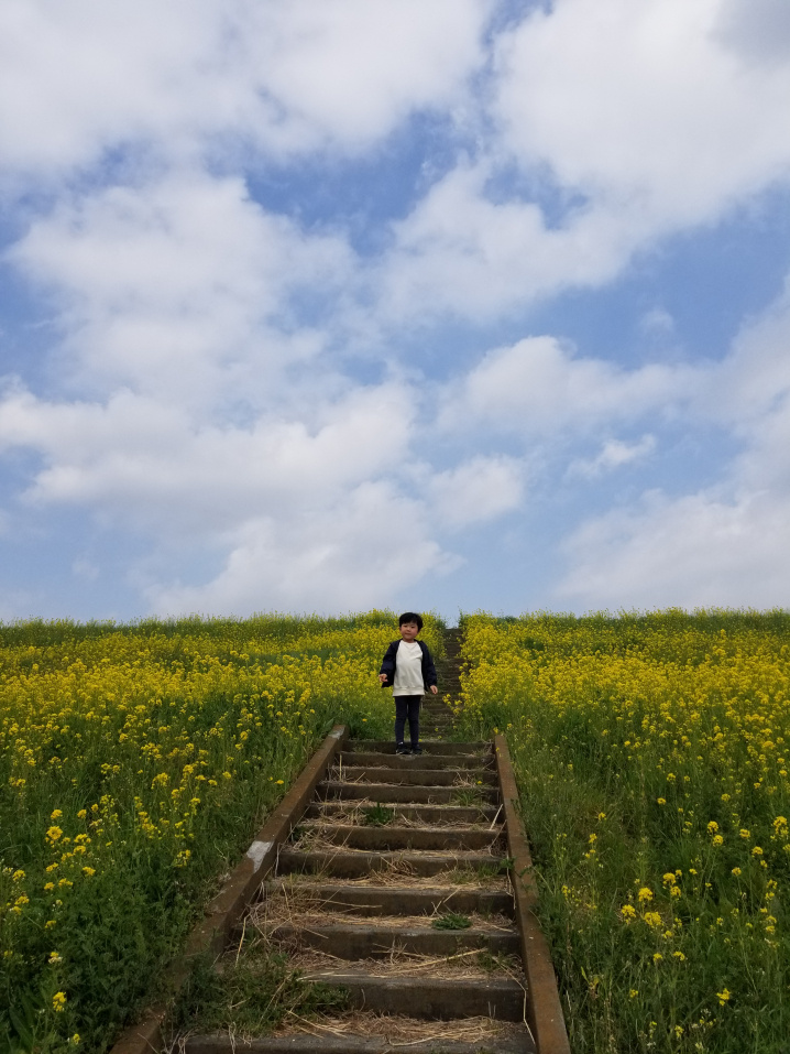 ３月３１日：菜の花２０２２の画像