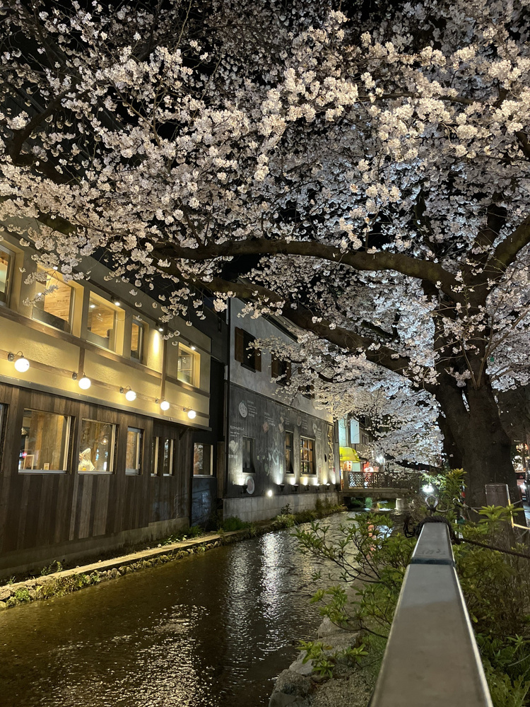 ✴︎夜桜スポット✴︎の画像