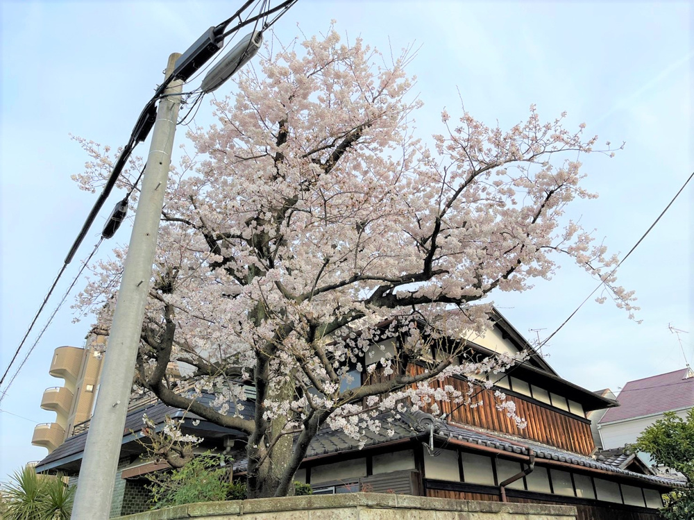 桜の季節！！の画像