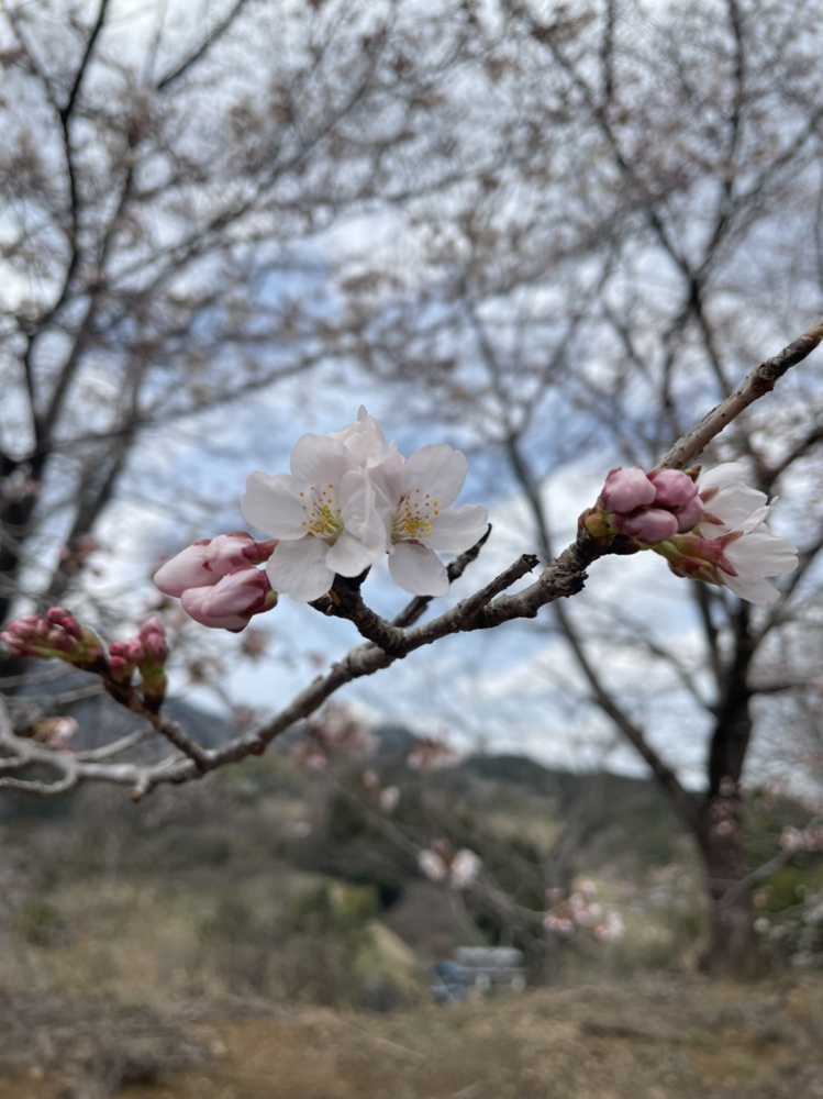 桜がきれいな季節の画像