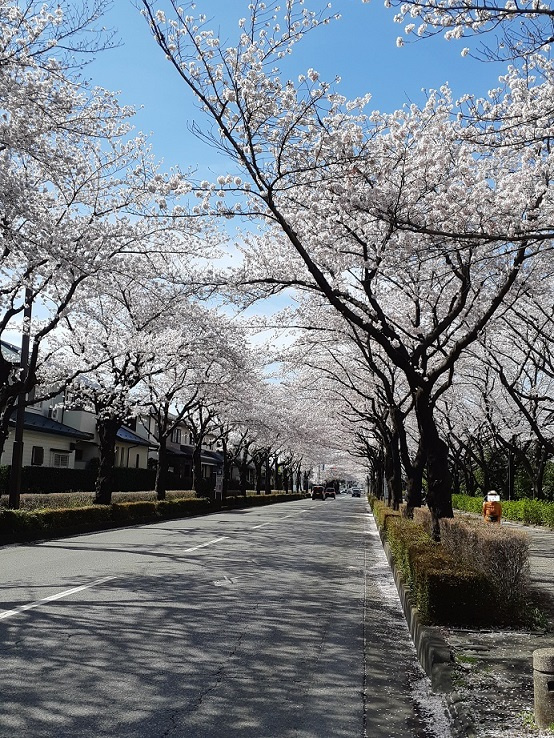 満開の桜の画像