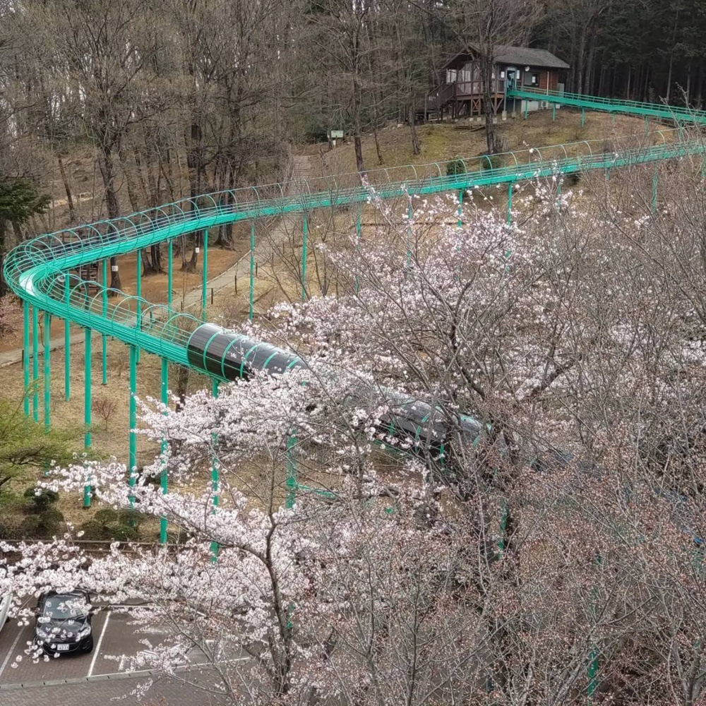 小川町　仙元山見晴らしの丘公園でお花見の画像