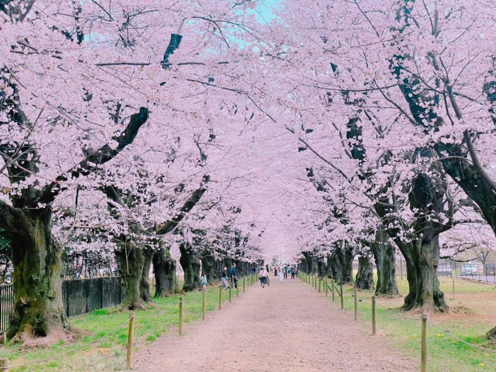 満開の桜並木が絶景の画像