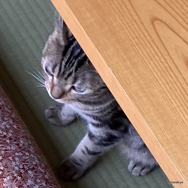 猫と泊まれるホテルの画像