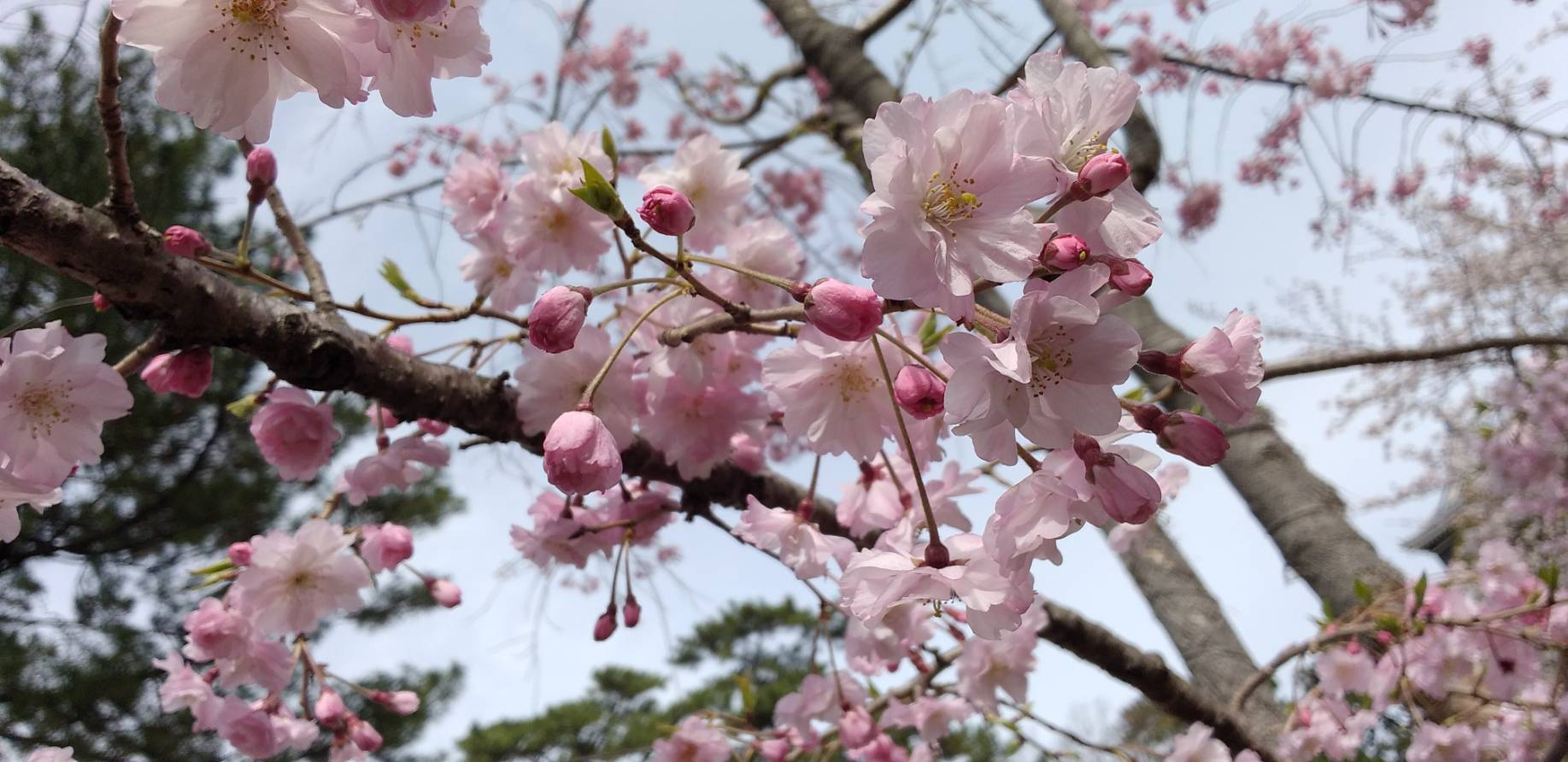 お花見の季節の画像