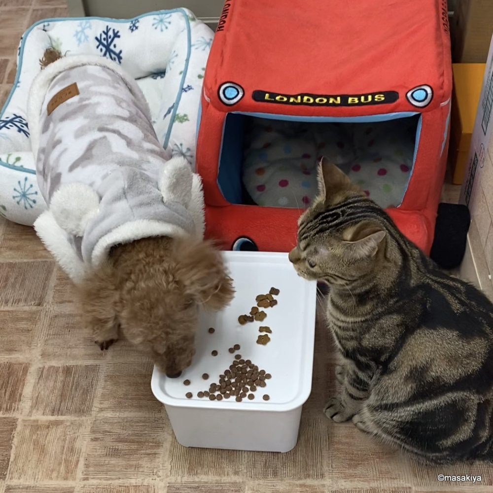 今日もネコはリモートワークです。の画像