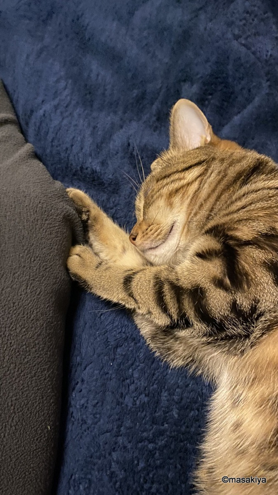 眩しいネコの画像
