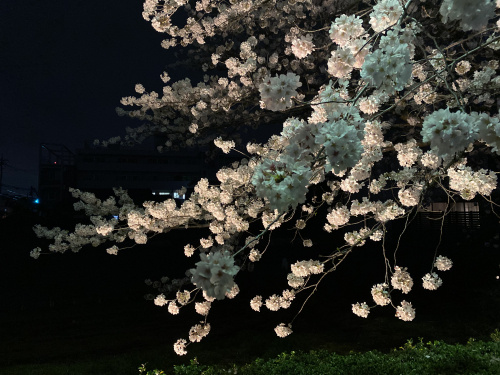 見頃です。の画像