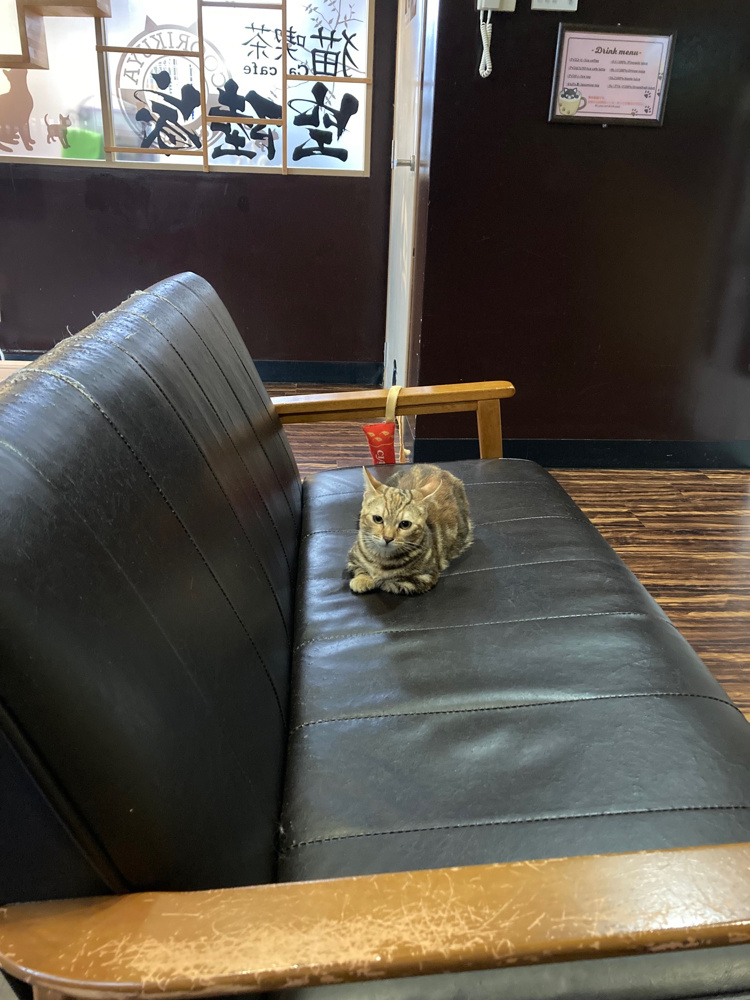 猫カフェに行ってきました♪の画像