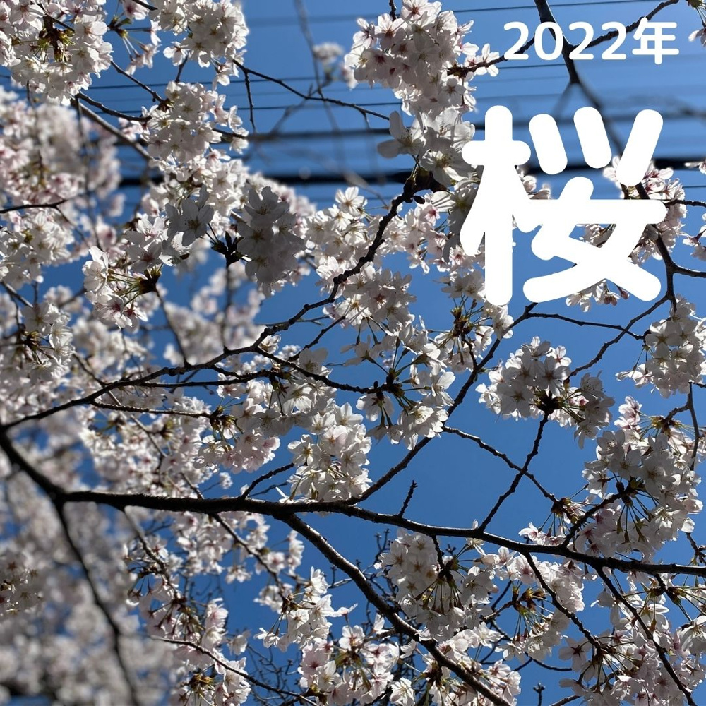毎年恒例・2022年4月箕面桜どおりの画像