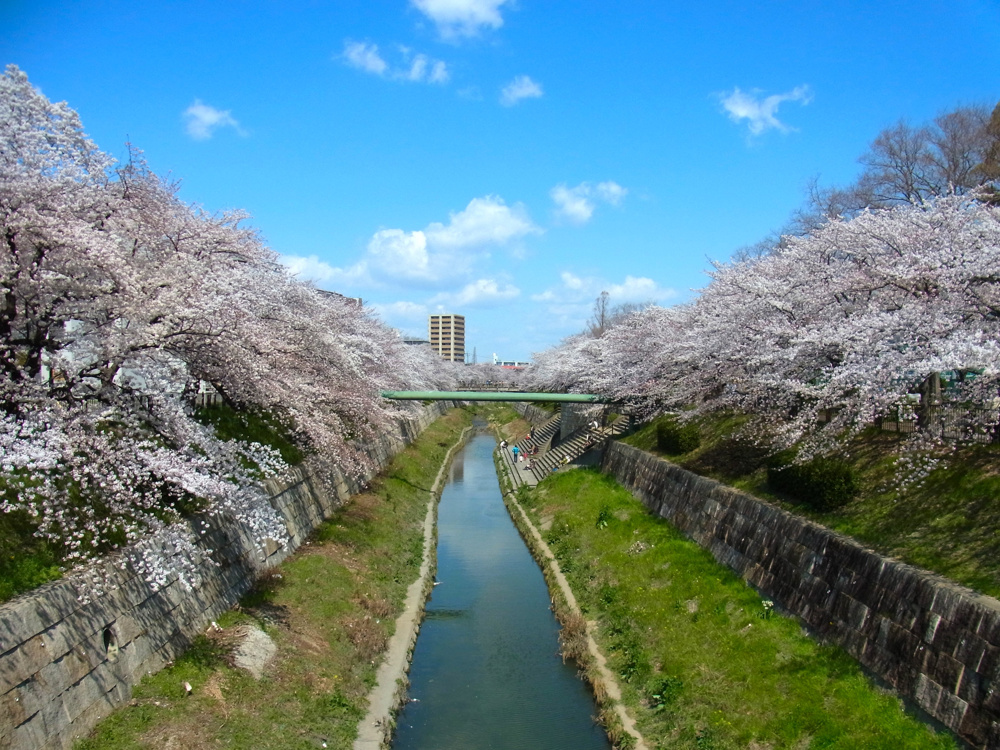 花見いきましたか？の画像