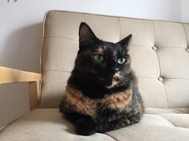 ペットと暮らしたい方におすすめなペット共生型賃貸物件とは？の画像