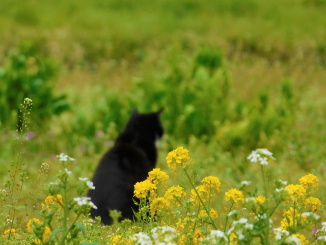 これから生えてくる雑草対策 ～日高市高麗川駅前不動産コラム～の画像
