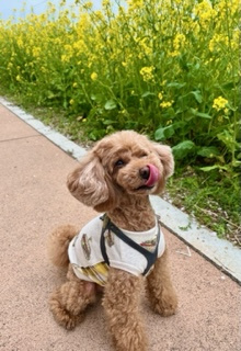 春になりましたの画像