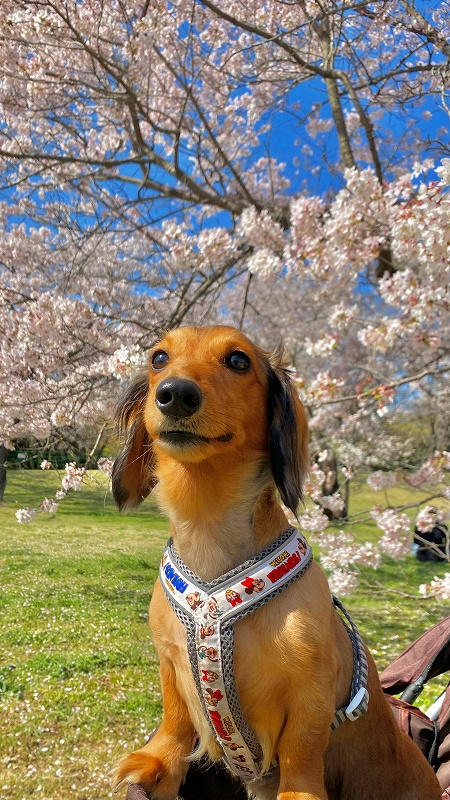 春を感じに昭和記念公園への画像