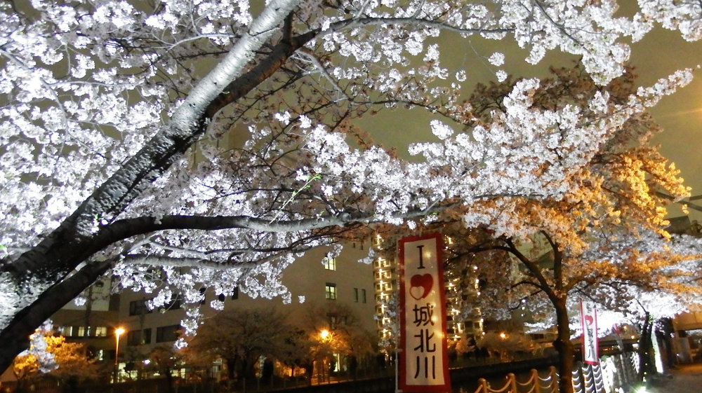 4月9日、夜桜ライトアップ☆の画像