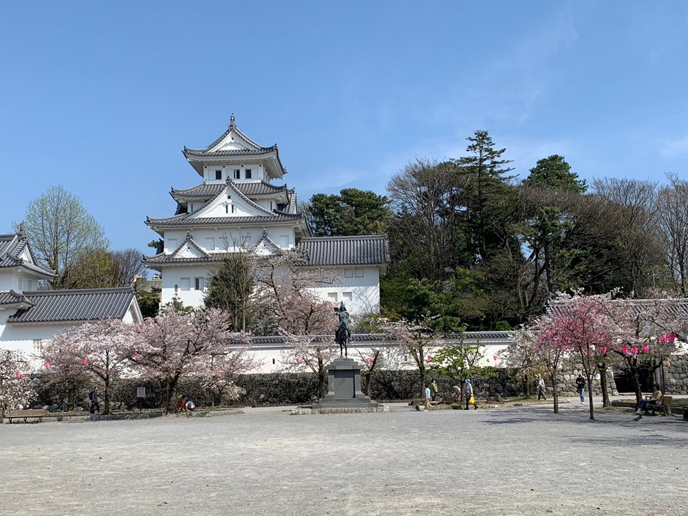 大垣城のさくらの画像