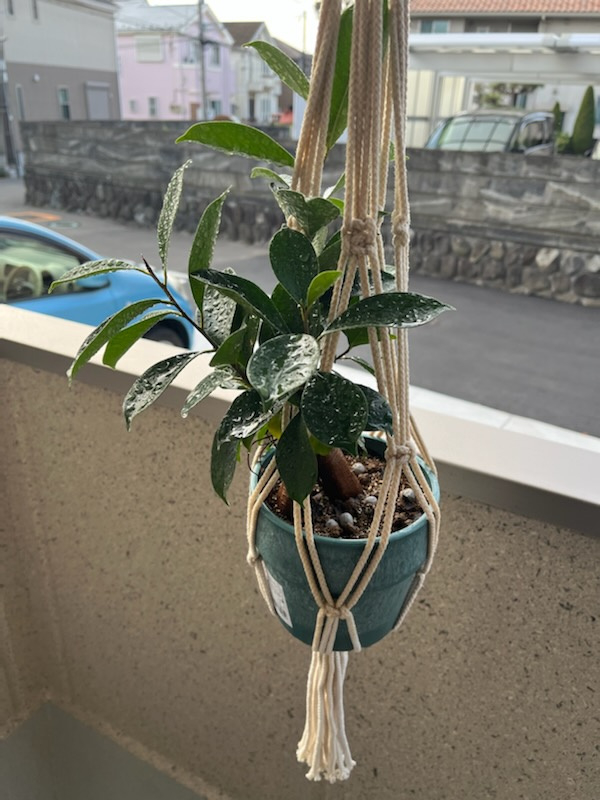 がじゅまる成長記の画像