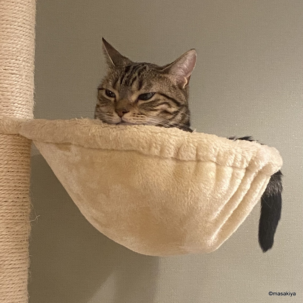 引越の手伝いの画像