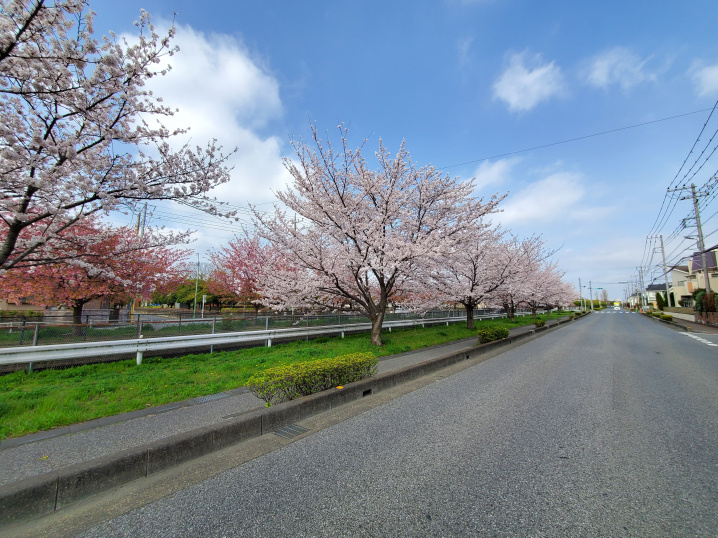 ４月１２日：桜の花の画像