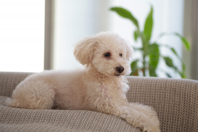 賃貸物件で犬を飼う前に実施しておきたい鳴き声やにおい対策についてご紹介！の画像