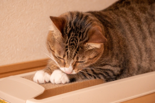 賃貸物件で猫を飼うときの対策③爪とぎ