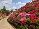 松本ツツジ園・長崎市内観光の画像