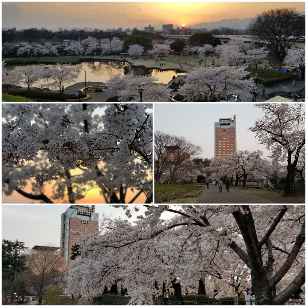 沖縄☆紅ジャガイモ～楽歩堂公園花見♪～の画像
