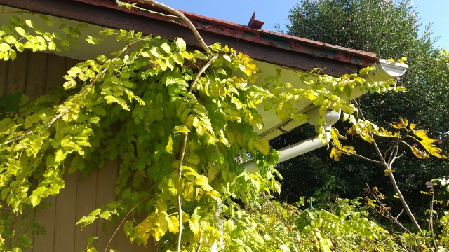 空き家を放置するとどうなる？さいたま市周辺で不動産を所有する方への画像