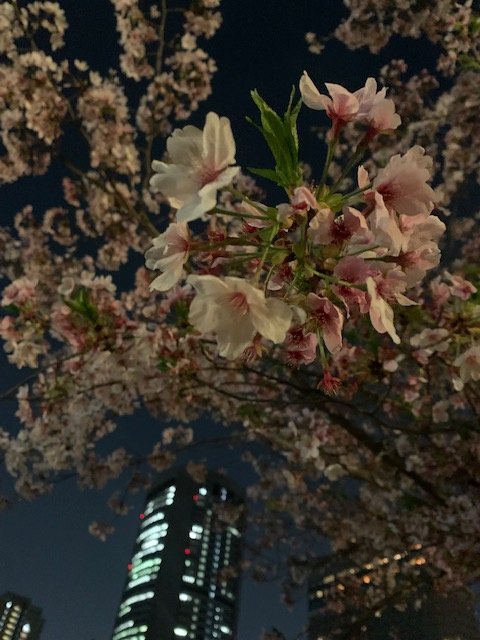 鳥取不動産　ライフエステート★夜桜の画像