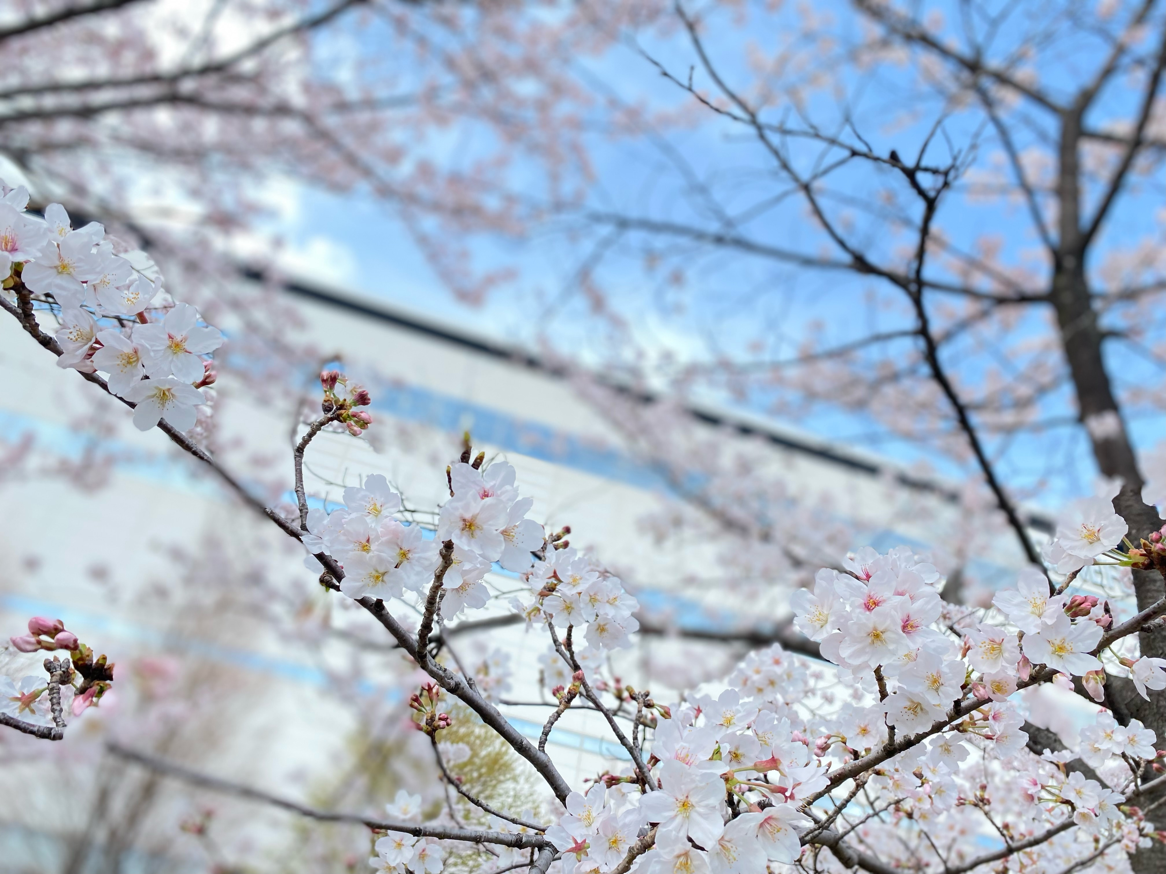桜が散ってしまいますの画像