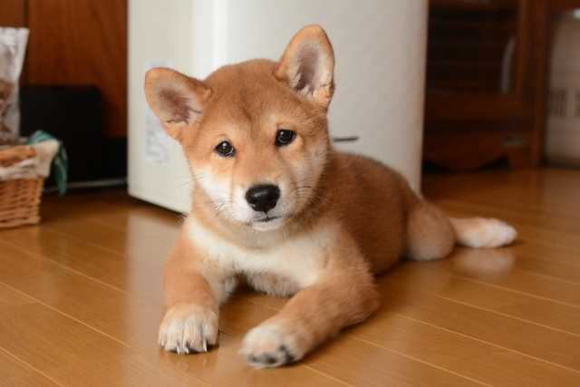 ペット可賃貸物件の原状回復に関する問題や費用について解説！の画像