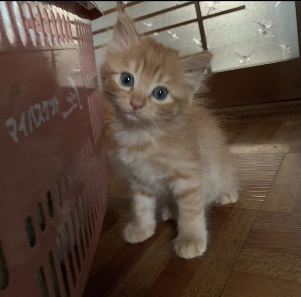 実家の子猫ちゃんの画像