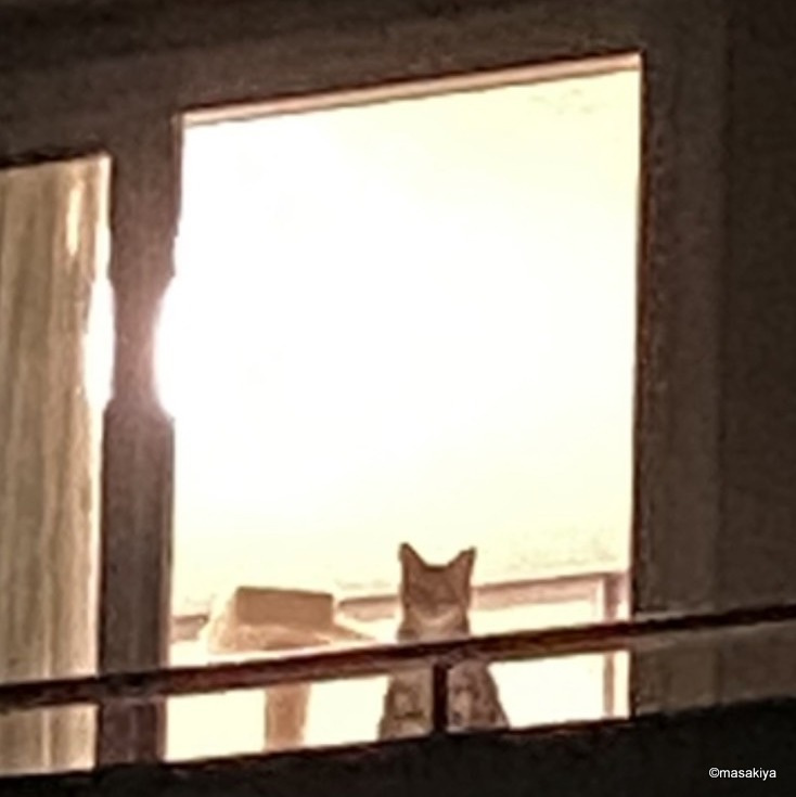 飼い主を待つネコの画像