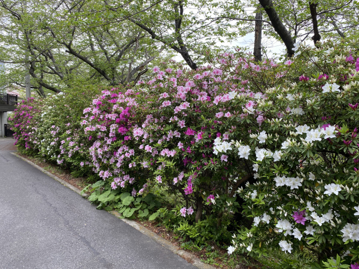 葉山つつじ道　鎌倉仲の坂の画像