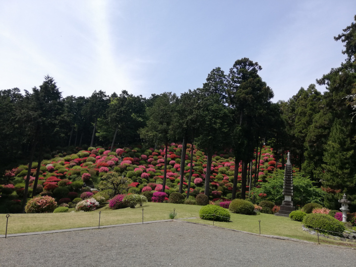 薬王寺のツツジの画像