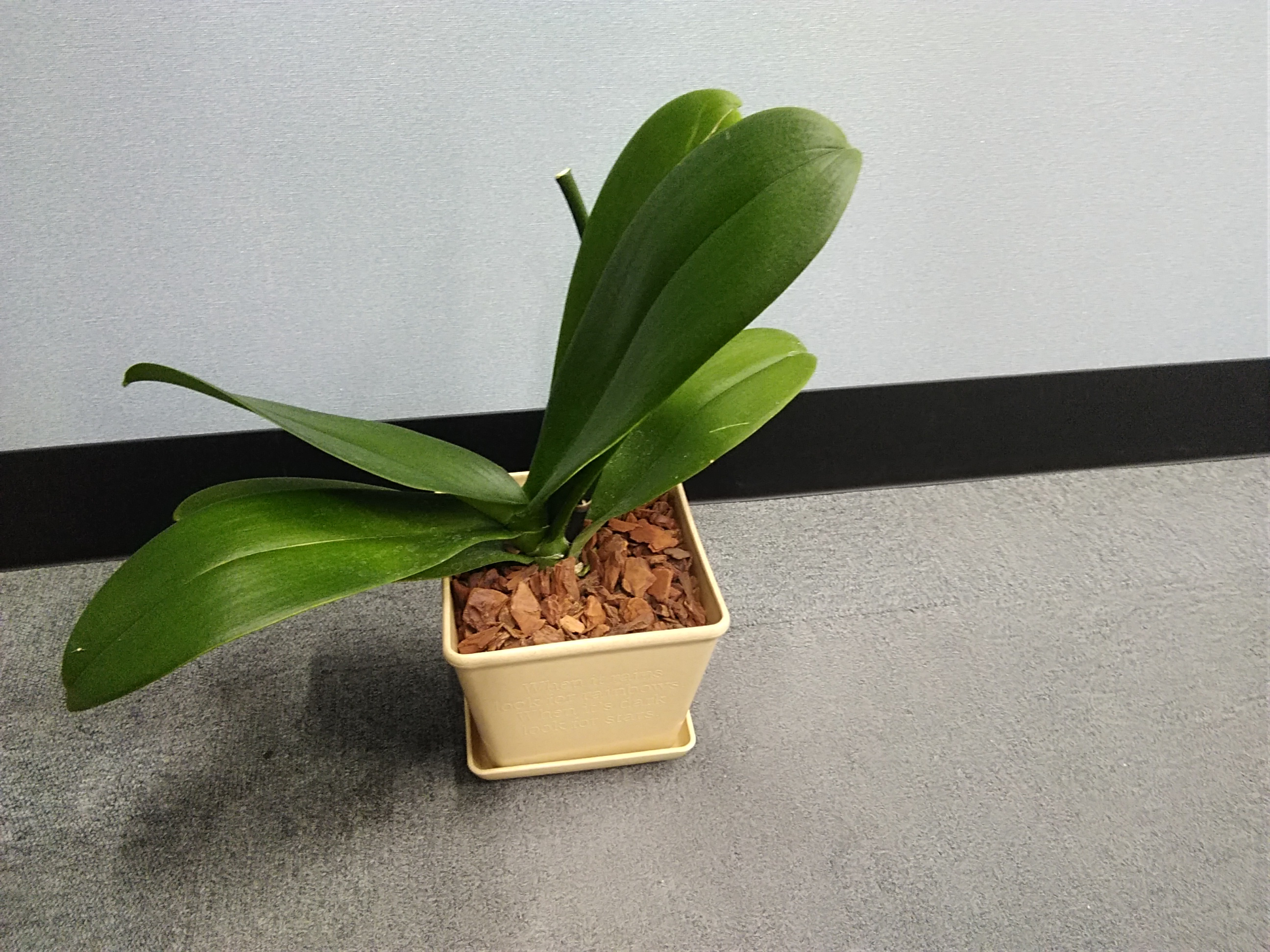 胡蝶蘭植替え日記 22年4月27日 広島市で一戸建ての購入 丸和不動産販売株式会社